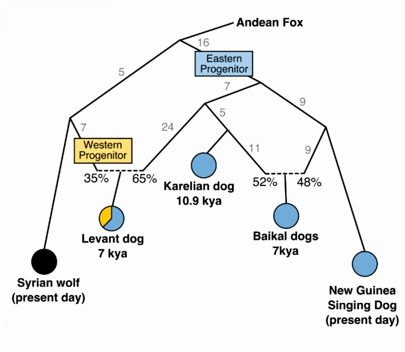 IGM 2022 DNA Ancient Wolves Figure 4
