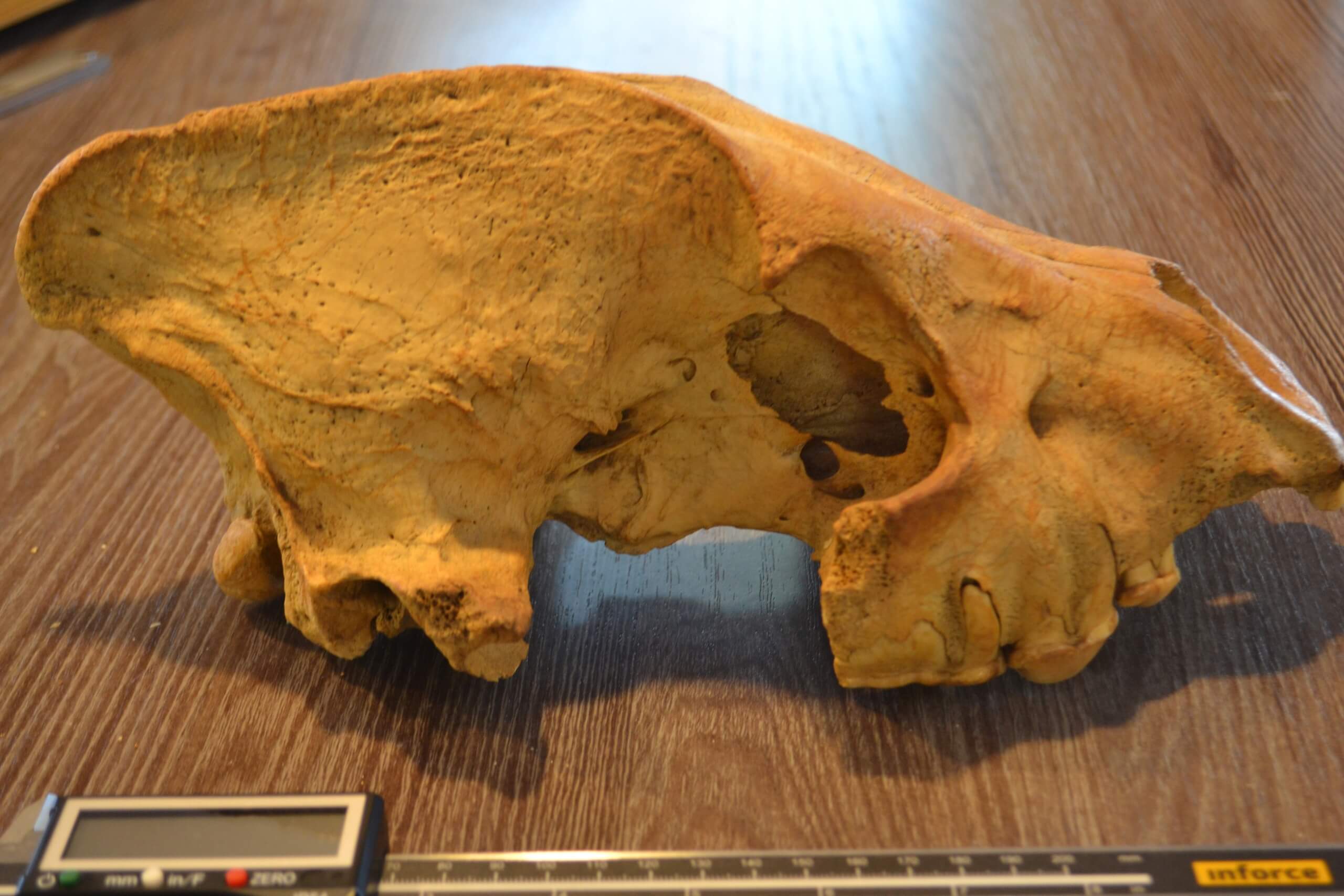 Bear bones. Останки древних животных.