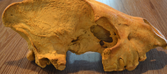 Палеонтологи обнаружили крупнейшее в Азии логово пещерных гиен
