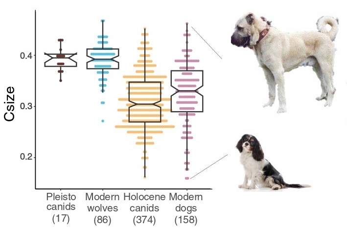 Dogs 2025 IGM Kuzmin Figure 2