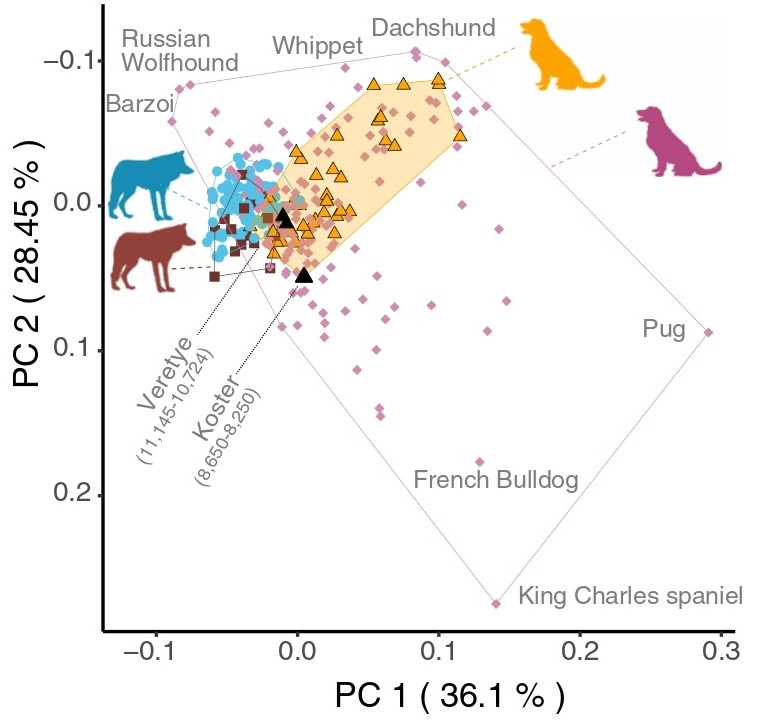 Dogs 2025 IGM Kuzmin Figure 4