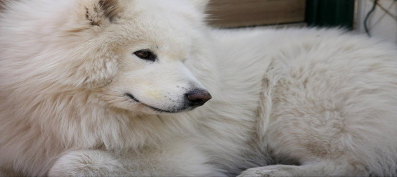 Новые данные о происхождении собак сибирской Арктики: анализ древней ДНК