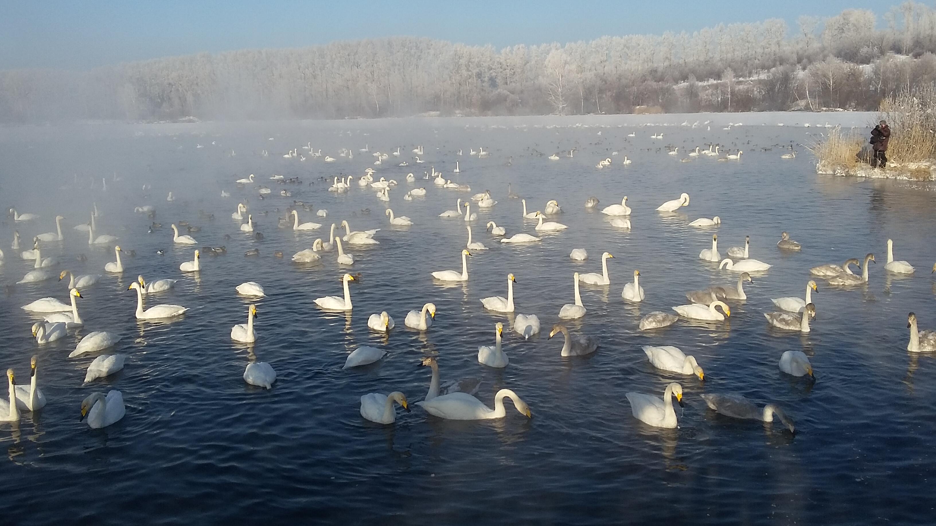 Королева