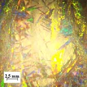 Partial crystallization with the signs of dendrite growth